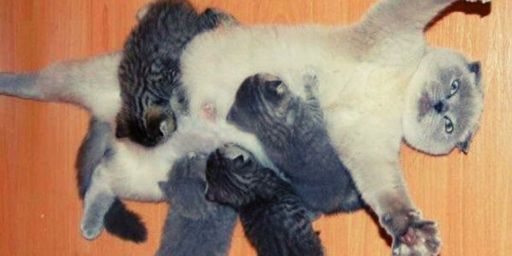 Mother Cat Perfectly Summarizes Breastfeeding For Mums