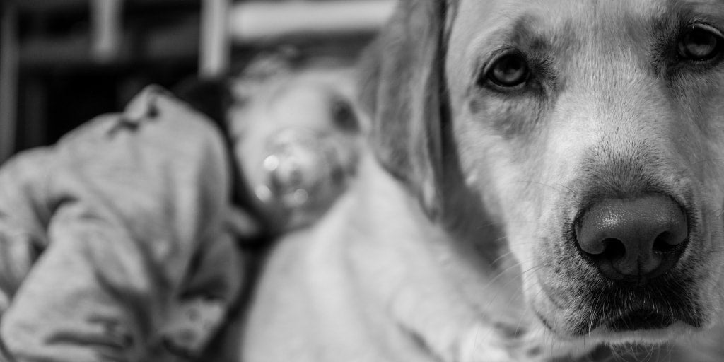 Smooth Transitions: How to Safely Introduce Your Dog to Baby